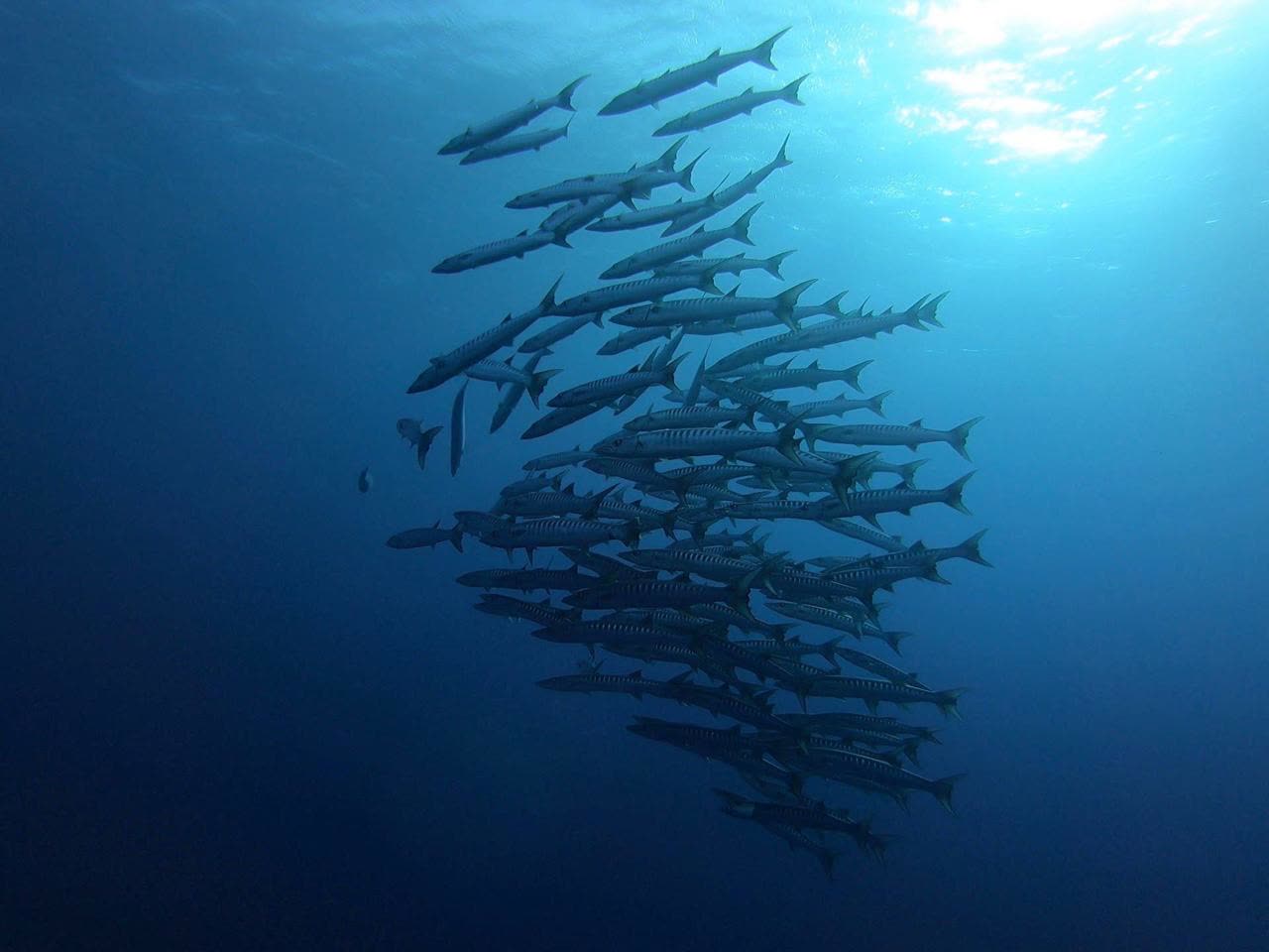 A tight school of barracuda hanging in the blue, lit from the surface above.
