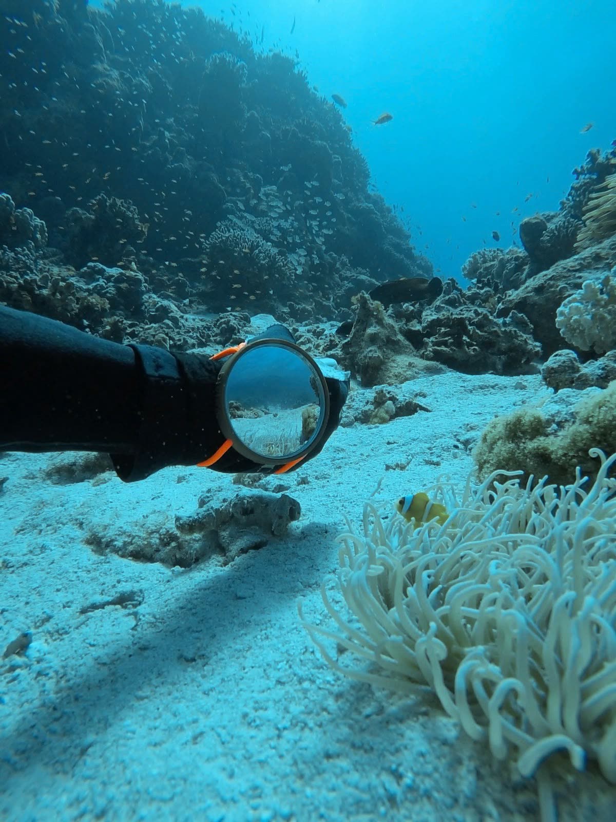 An underwater camera held out over pale sand and a soft coral, reef walls behind.
