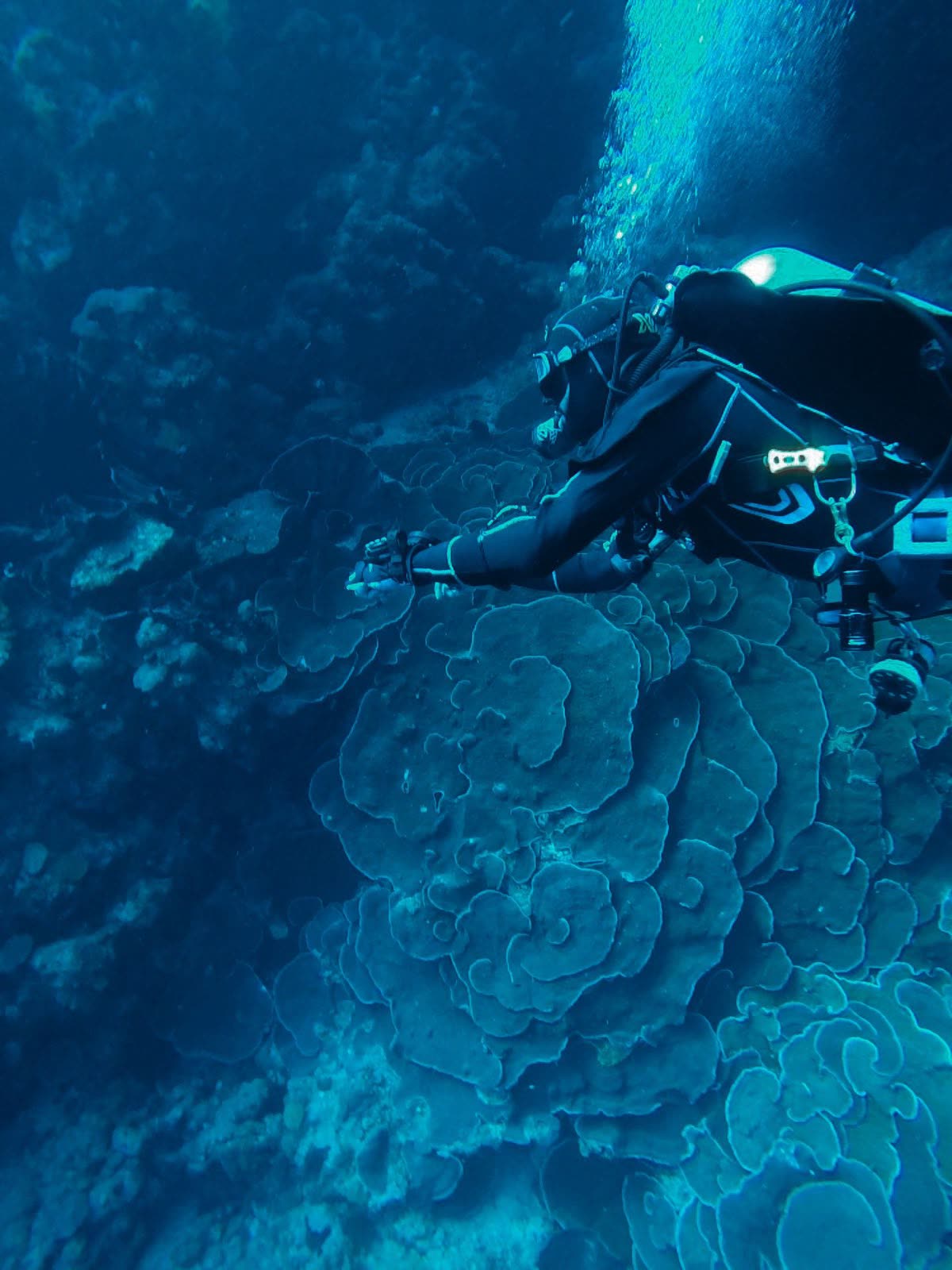 A diver finning over a coral head in deep blue water.