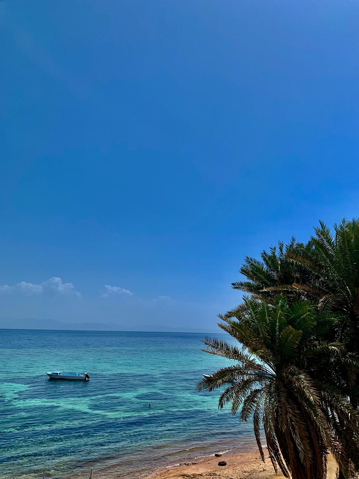 A palm tree over turquoise water on the Dahab coast.