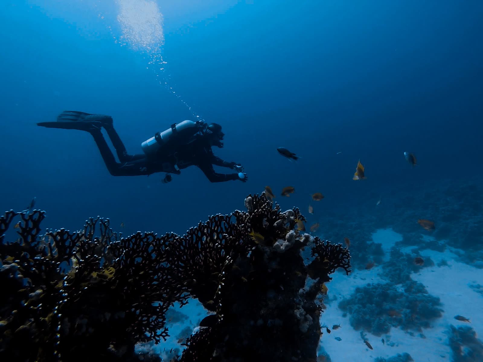 A diver hanging over a ledge on the reef, the blue dropping away below.