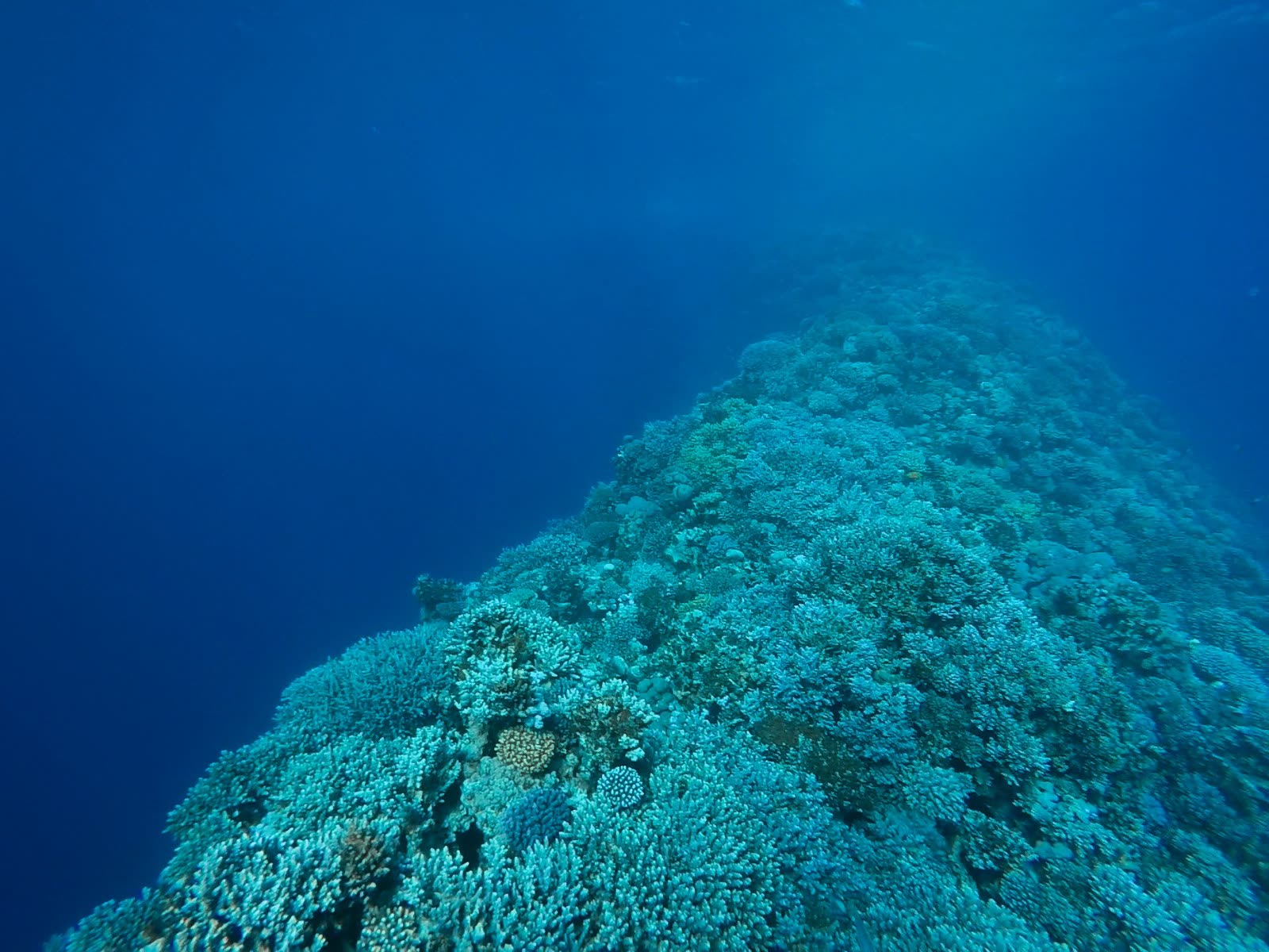 A ridge of hard coral running out along the reef top and dropping into deep blue.