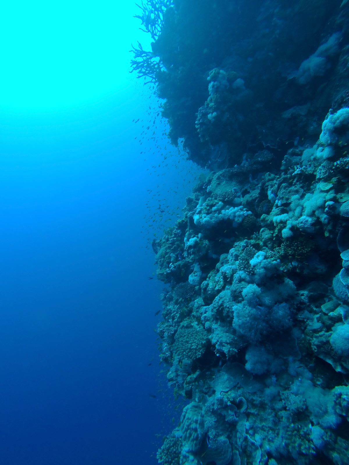 A reef wall dropping into deep blue water.