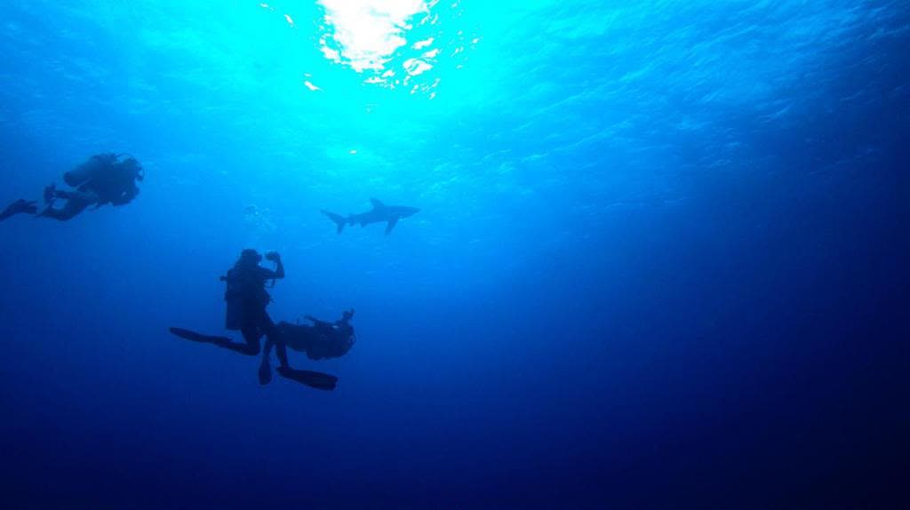 A diver in open water watching a shark pass below the surface.