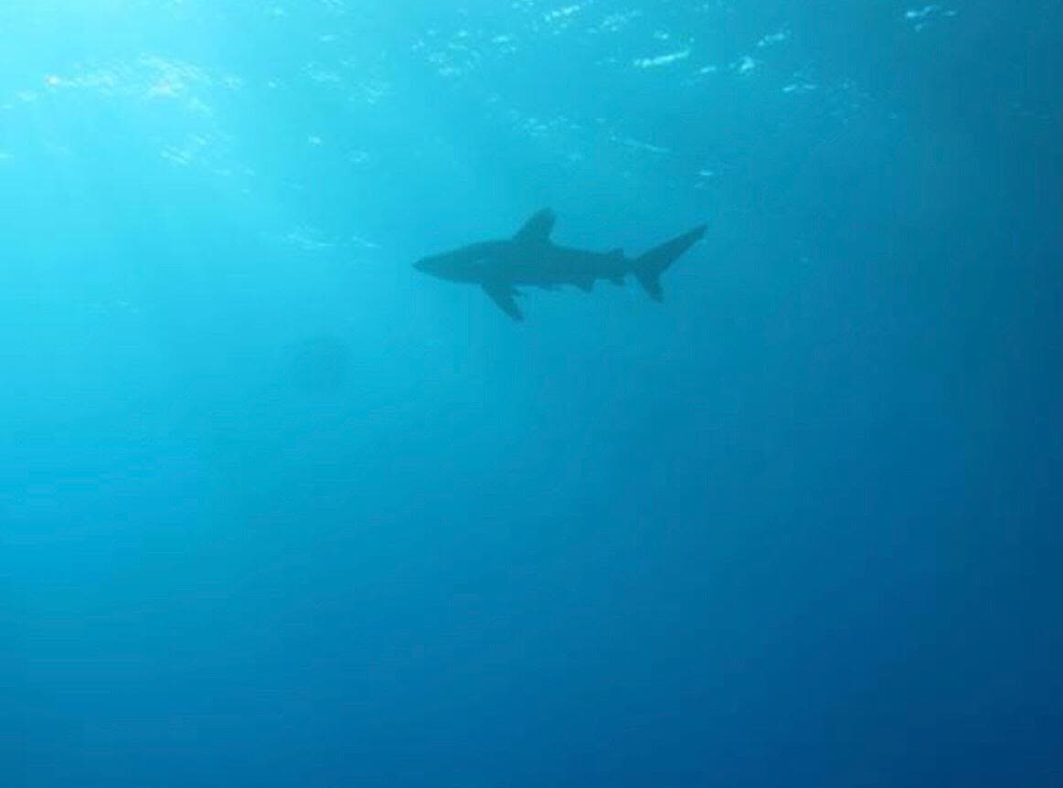 A shark crossing bright blue water near the surface.