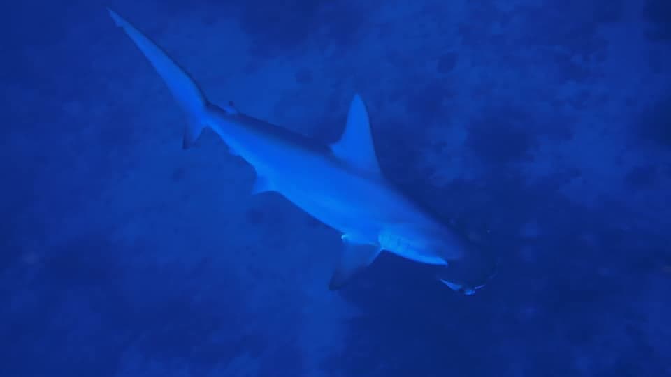 A shark gliding over the reef in deep blue water.