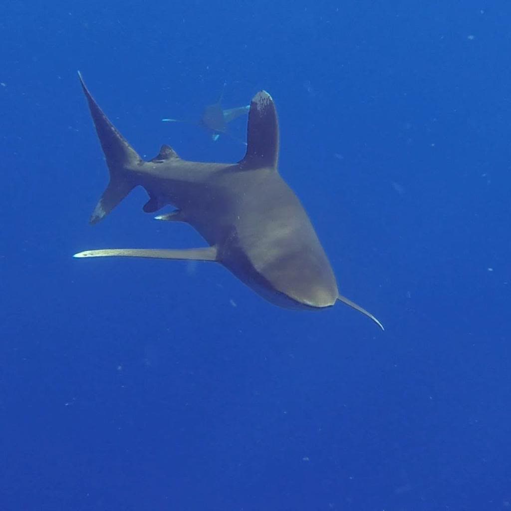 An oceanic whitetip seen from below, its long white-tipped fins spread wide.
