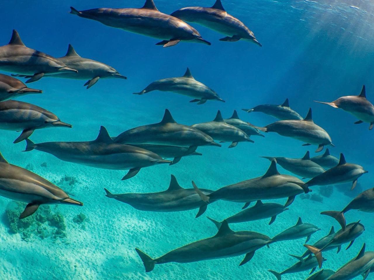 A large pod of dolphins swimming over a pale sandy bottom in shallow turquoise water.