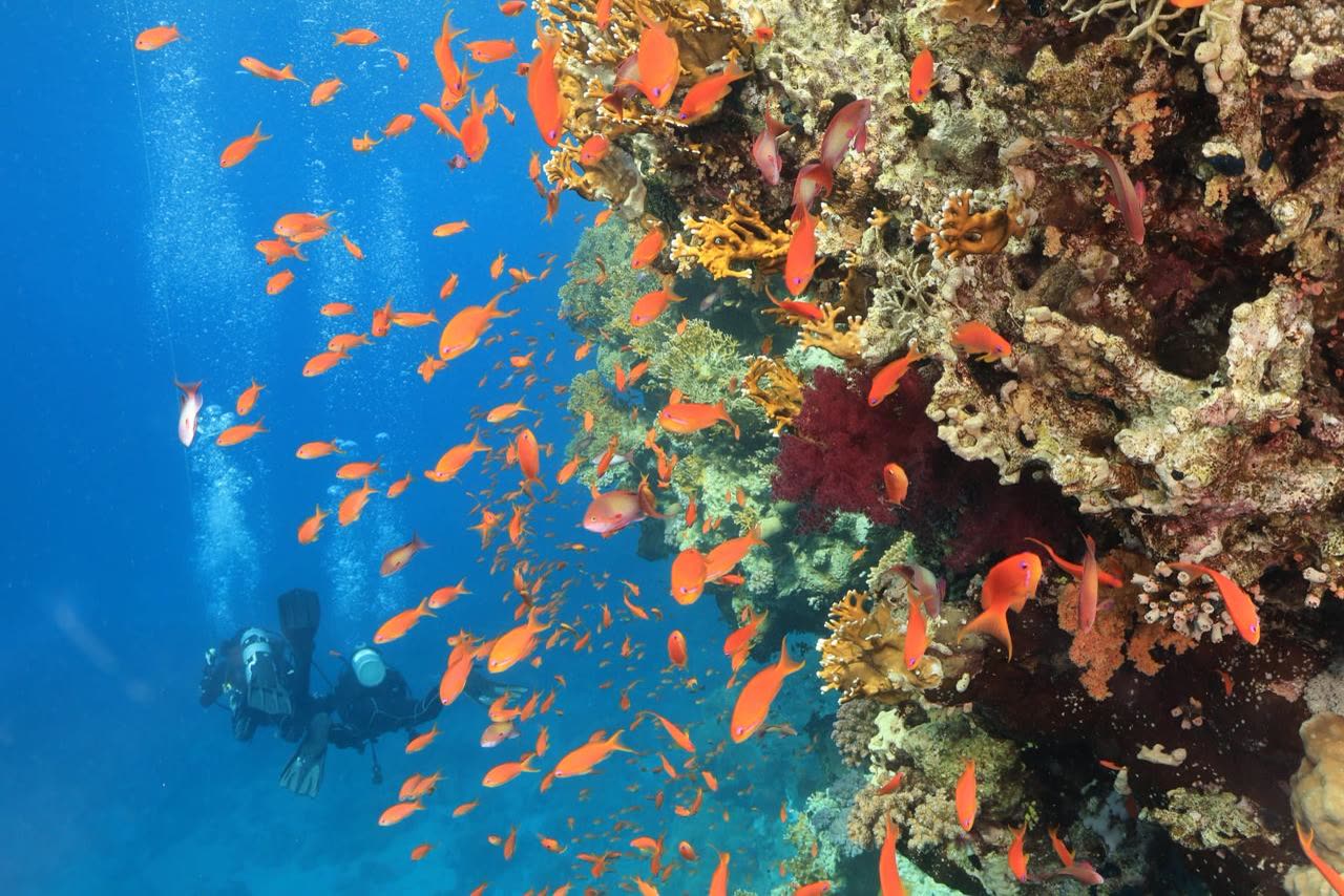 Clouds of orange anthias over hard and soft coral, a diver just visible behind them.