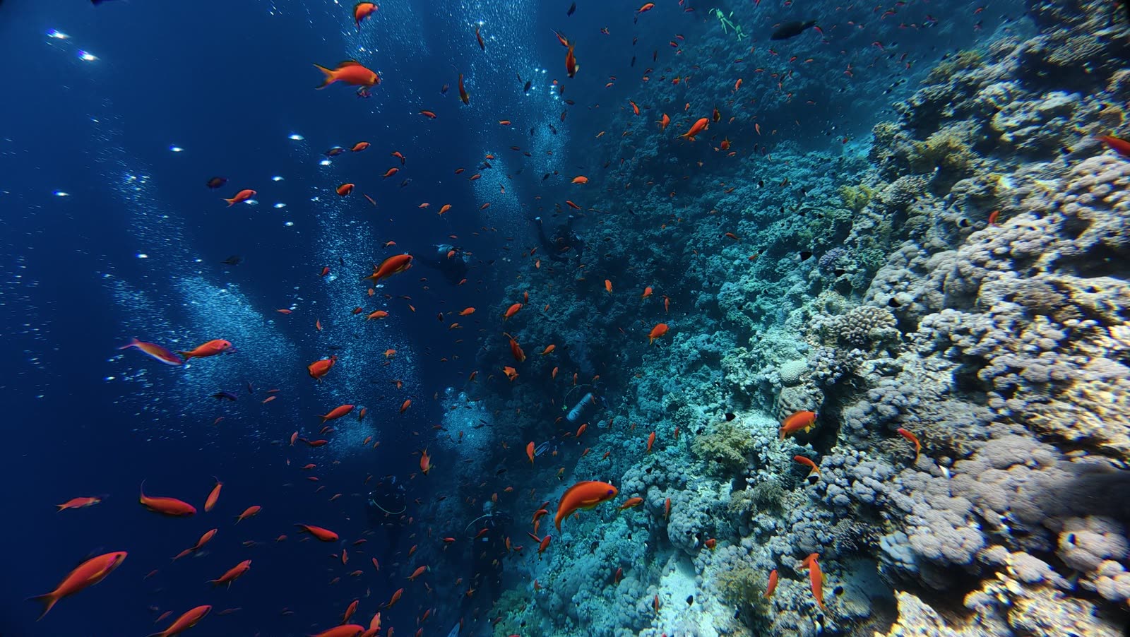 Orange anthias along a coral slope, bubbles from divers rising in the blue.