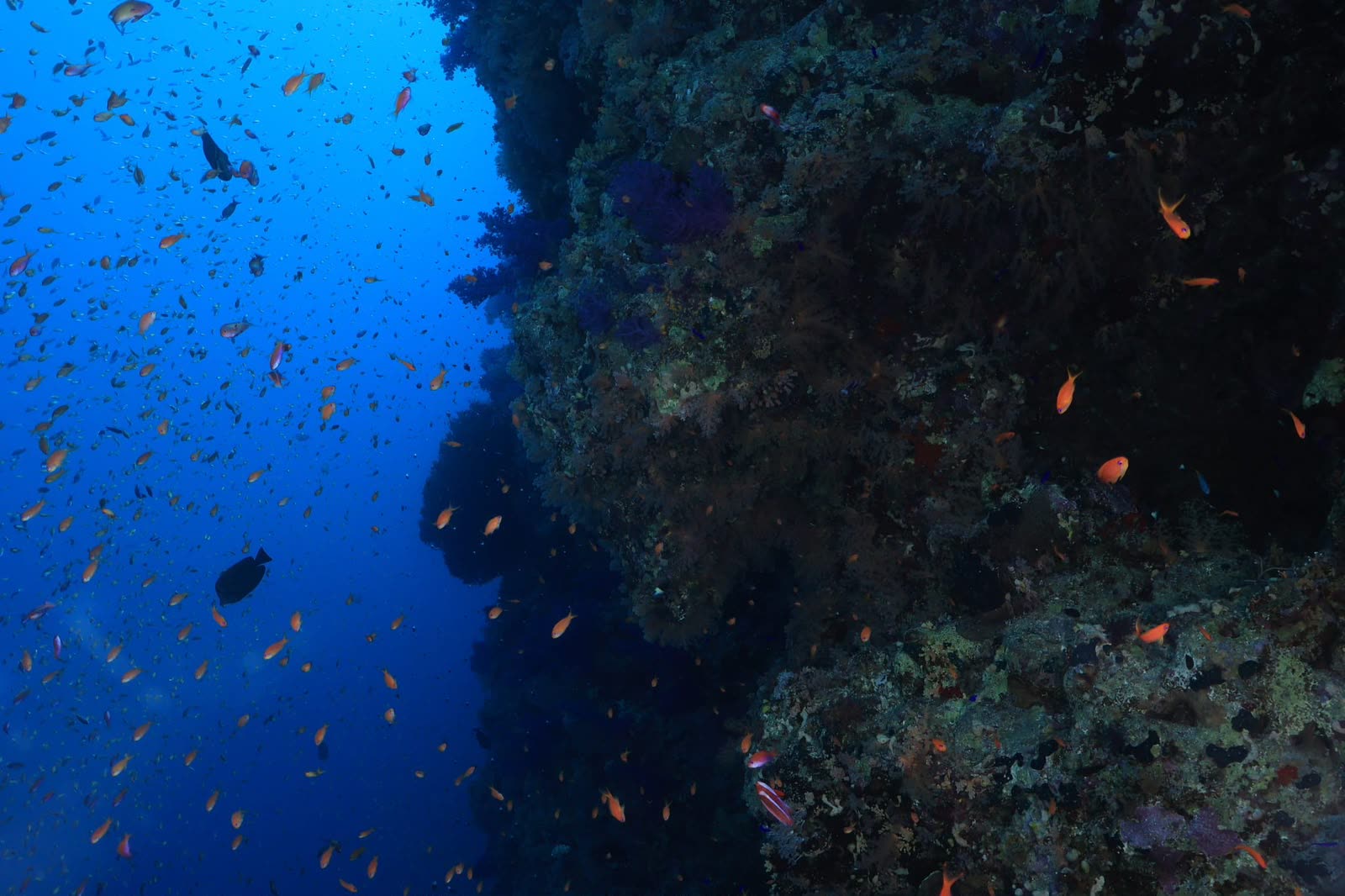 A deep reef wall swarming with small fish.