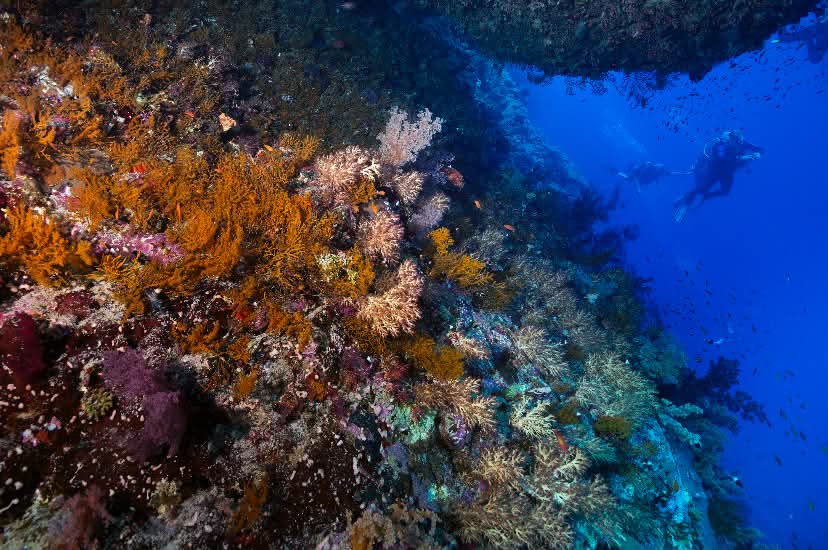 A reef wall packed with orange and pink soft coral, two divers hanging in the blue water beyond it.
