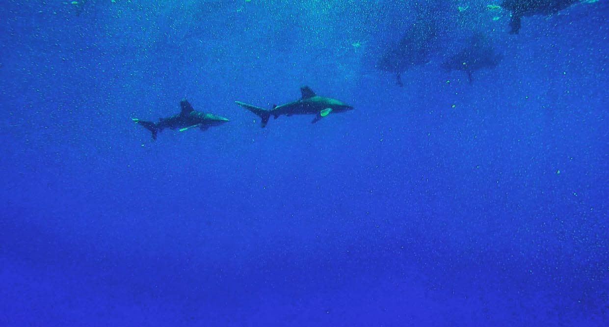 Two oceanic whitetip sharks swimming in deep blue open water.