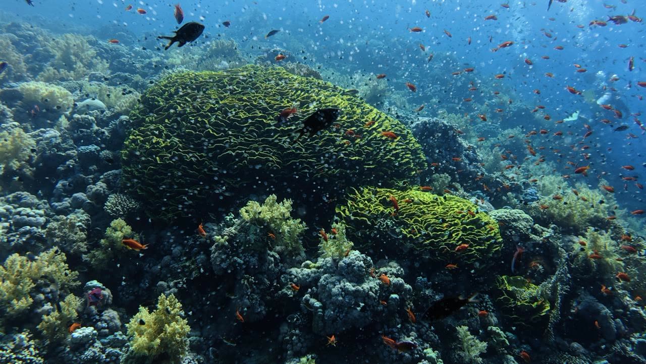 A healthy coral garden with fish swimming above it.