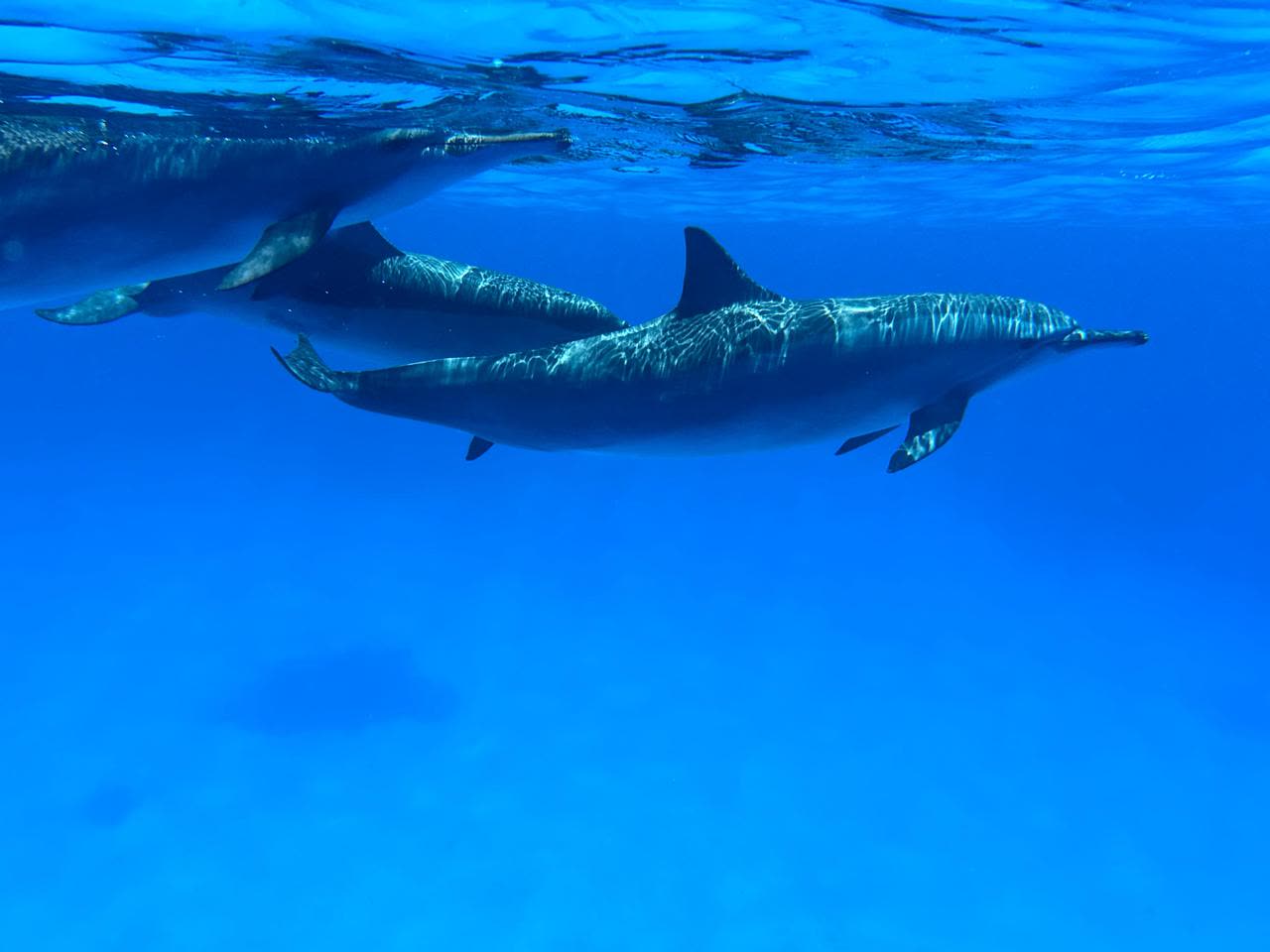 Two dolphins gliding just under the surface in bright blue water.